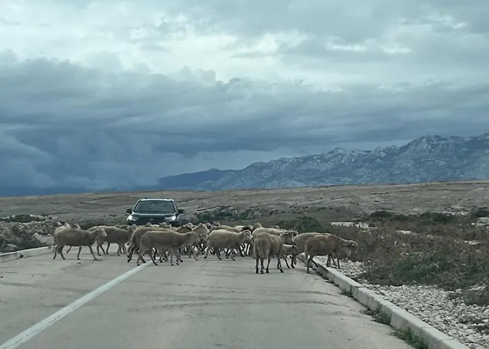 Domattina Vlasici, Pag